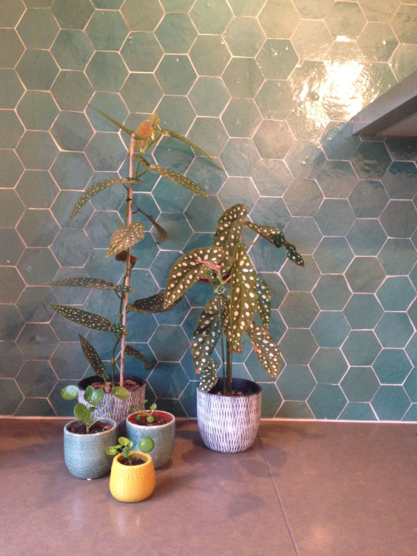 Zellige Atlas Petrol Hexagone